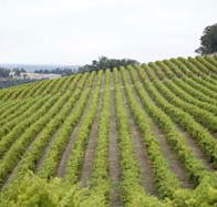 Willow Bridge Estate - Tourism Adelaide