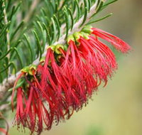 Ethel Daw Scenic Drive - Tourism Adelaide