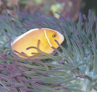 Rowley Shoals - Tourism Adelaide