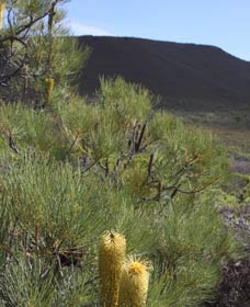 Lesueur Walk Trail, Mount Lesueur - Tourism Adelaide 0