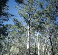 Diamond Tree Lookout Manjimup - Tourism Adelaide