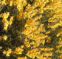 Dalwallinu Remnant Bushland - Tourism Adelaide