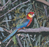 King River - Tourism Adelaide