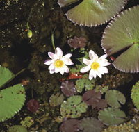 Parry Lagoons Nature Reserve - Tourism Adelaide