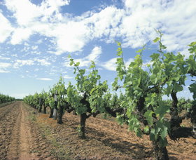 Blackwood Meadery - Tourism Adelaide 0