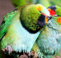 Rainbow Jungle - The Australian Parrot Breeding Centre - Tourism Adelaide