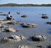 Lake Thetis Stromatolites - Tourism Adelaide