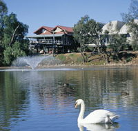 White Swans - Tourism Adelaide