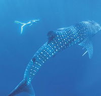 Ningaloo Marine Park - Tourism Adelaide