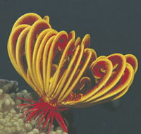 Muiron Islands - Tourism Adelaide