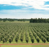 Fini Olives - Tourism Adelaide