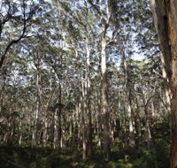 Boranup Karri Forest - Tourism Adelaide