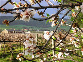 Cradle Of Hills McLaren Vale Winery - Tourism Adelaide 0
