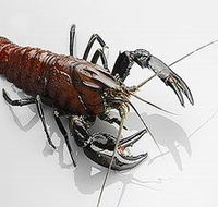 Andermel Marron - Tourism Adelaide