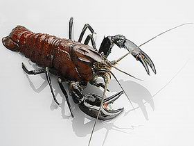 Andermel Marron - Tourism Adelaide 0