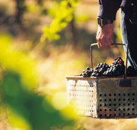 Burge Family Winemakers - Tourism Adelaide