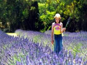 Brayfield Park Lavender Farm - Tourism Adelaide 0