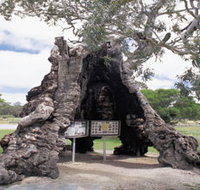 The Herbig Family Tree - Tourism Adelaide