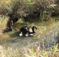 Tamar Island Wetlands Reserve and Interpretation Centre - Tourism Adelaide