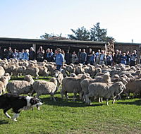 Curringa Farm - Accommodation and Farm Tours - Tourism Adelaide