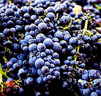 Laurel Bank Vineyard - Tourism Adelaide