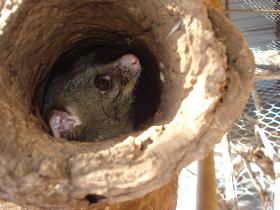 Mulga Sanctuary And Wildlife Park - Tourism Adelaide 0