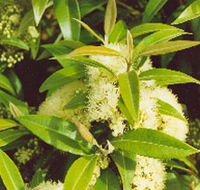 Tumbeela Native Bushfoods - Tourism Adelaide