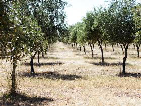 Talinga Grove Olive Oils - Tourism Adelaide 0