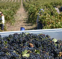 Rolf Binder Wines - Tourism Adelaide