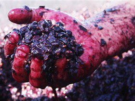 Rusden Wines - Tourism Adelaide 0