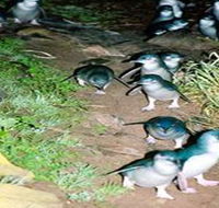Penneshaw Penguin Centre - Tourism Adelaide