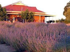 Bella Lavender Estate - Tourism Adelaide 0