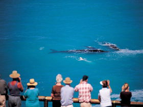 Whale Watching Nullarbor SA Tourism Adelaide