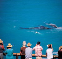 Whale Watching At Head Of Bight - Tourism Adelaide