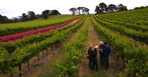 DogRidge - Tourism Adelaide 1