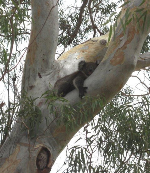 DogRidge - Tourism Adelaide 5