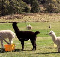 Maydena Country Cabins Accommodation  Alpaca Stud - Tourism Adelaide