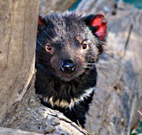 Trowunna Wildlife Sanctuary - Tourism Adelaide