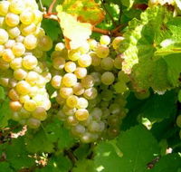 Winstead Vineyard - Tourism Adelaide
