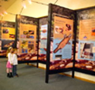 Platypus Experience - Tourism Adelaide