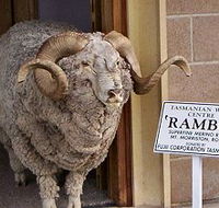 Tasmanian Wool Centre - Tourism Adelaide