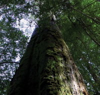 Styx Big Tree Reserve - Tourism Adelaide