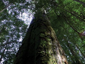 Styx Big Tree Reserve - Tourism Adelaide 0