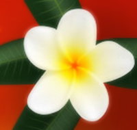 Well Retreat - Day Spa and Teahouse - Tourism Adelaide