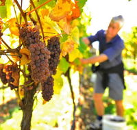 Native Point Wines - Tourism Adelaide