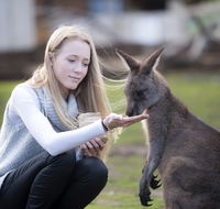 Bonorong Wildlife Sanctuary - Tourism Adelaide