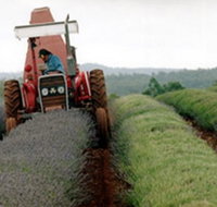Bridestowe Lavender Farm - Tourism Adelaide