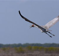 Gayngaru Wetlands Interpretive Walk - Tourism Adelaide