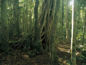 Beechmont QLD Tourism Adelaide