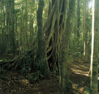 Lamington National Park Binna Burra Section - Tourism Adelaide